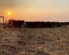 Alquiler Campo Ganadero. 1650 HA. Vera, Santa FE.