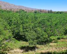 Finca de Nogales, con Dos Casas, UNA P/caseros y Otra Dueños
