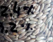Centeno - Triticale - Vicia - Avena