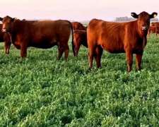 65 Ha Agricolas / Ganaderas Cerca de Autovia 14