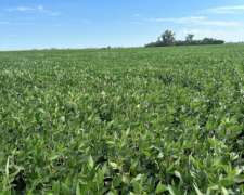 Campo Agrícola en Totoras