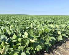 300 Has Zona Núcleo