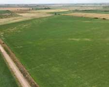 Campo Arequito. 89 Has