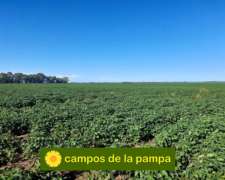 La Pampa -venta Campo Agricola de 93 H en Dpto. Realico