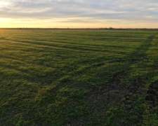 51 Ha. Agrícola. El Trebol (santa Fe)