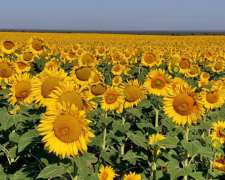 90 Has. Agrícolas. Vendo. Adelia María-cba.