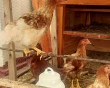 Gallinas Ponedoras Proximas a Poner.