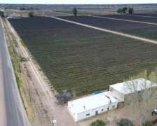 Finca En Venta - 52 Ha- Cabernet/bonarda Tela Antigranizo