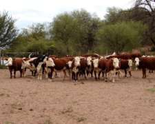 Campo Ganadero Estancia la Esperanza