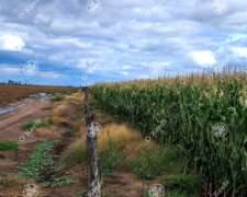 Campo en Venta 441 Has en General Villegas, Bs.as, Mixtas.