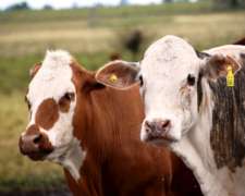 13 HA. en Zona Villa Elisa