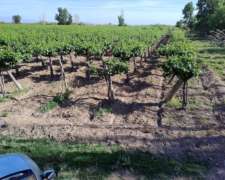 Finca de 139 Has Excelente Calidad de Tierr, Angaco S. Juan