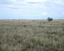 3.930 Has - en Venta - Puan - Buenos Aires