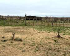 75 Has en Rafael Obligado