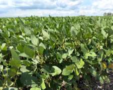 Venta 80 Has Oncativo