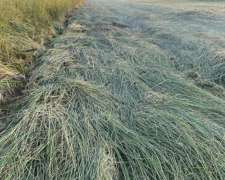 Vendo Rollos de Pastura (nueva) de Agropiro Festuca y Lotus