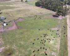 1.800 Has en las Flores, BS. AS. - Mixto - Venta