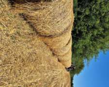 Rollos de Avena Granada Nuevos