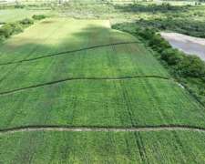 Ingeniero Forres, Robles, Santiago del Estero - 451 Ha