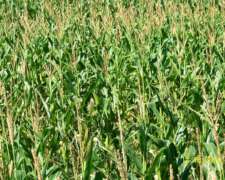 Vendo: 133 Has. Mixto. - las Flores