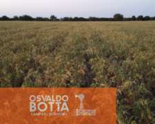 Campo Ganadero en Venta, 3300 Hectáreas Guatraché, la Pampa