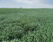 🌾 Campo en Venta – 32 Hectáreas Videla, San Justo, Santa