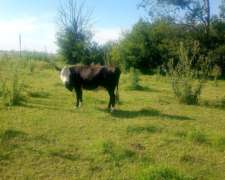 Vendo 2 Vacas Buenas Preñadas