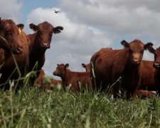 55 Vaquillonas con Terneros al PIE Chicos $ 600.000