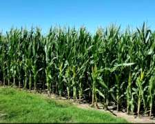 Busco Campo para Arrendar. Depto Union o Marcos Juarez