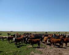 Campo En Venta 2500 Has. Villarino