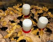 Patitos Pekín y Marruecos