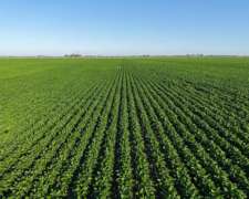 Totoras, Iriondo, Santa FE - 160 Ha