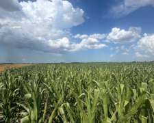 Campo De 180 Hectáreas Agrícolas San Pedro