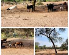 Importante Campo Ruta 20