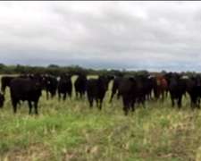 Se Venden Vaquillonas/vacas Preñadas (todo el Año).