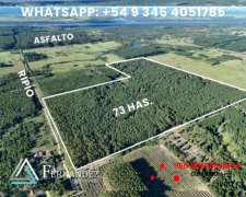 73 Has, Campo con Forestación