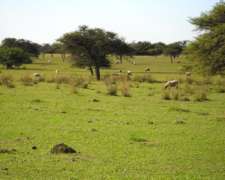 Entre Rios, la PAZ Alquilo 1750 Has Ganaderas