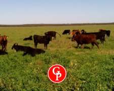 En Venta,3.600 Has, La Maruja -la Pampa -