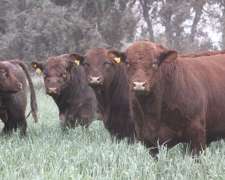 2500 Has Campo Ganadero SUR de Santiago del Estero