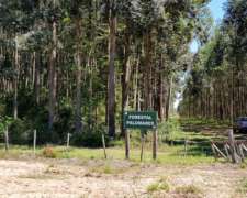 Loreto, San Miguel, Corrientes - 1.072 Ha