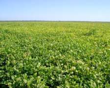 Agrícola Campo en Siembra Directa Excelente Zona de Chaco