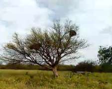 240ha de Monte en la Pampa