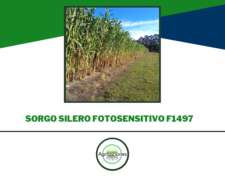Semilla De Sorgo Silero Fotosensitivo F1497