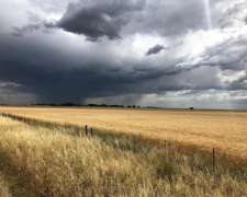 Partido De Saavedra - Agrícola S/ruta - Venta