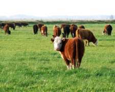 Excelente Campo Mixto de 500 Hectáreas Gral Madariaga Bs.as