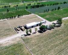 Finca de 360 Ha en el Este de Mendoza – Productiva