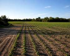 Campo Agricola - 107 Hectareas - Villa Angela
