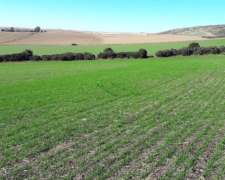 Balcarce, Buenos Aires - 118 Ha