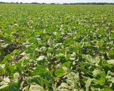 220 Ha en Venta en Candelaria SUD