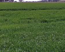 Campo De 18 Hectáreas